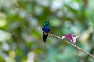 Green-crowned Woodnymph Hummingbird in Ecuador