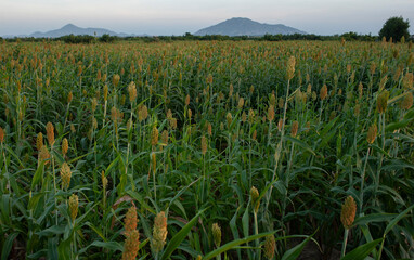 corn in the field