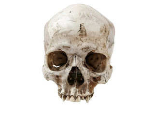Obraz premium A detailed close-up of a human skull, showcasing its intricate bone structure and texture.