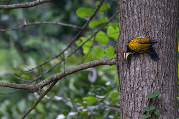 The beautiful lesser flame woodpecker on tree bark. The background is blurred with lush green foliage with branches.