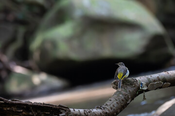 A vibrant Grey wagtail stands on a rough, textured rock near water body. The scene is set against a backdrop of dark , blurred rocks and vegetations.