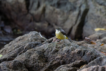 A vibrant Grey wagtail stands on a rough, textured rock near water body. The scene is set against a backdrop of dark , blurred rocks and vegetations.
