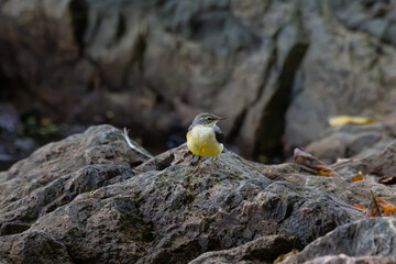 A vibrant Grey wagtail stands on a rough, textured rock near water body. The scene is set against a backdrop of dark , blurred rocks and vegetations.