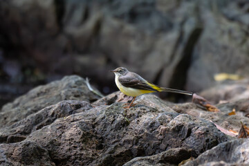 A vibrant Grey wagtail stands on a rough, textured rock near water body. The scene is set against a backdrop of dark , blurred rocks and vegetations.