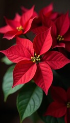 Macro detail of festive poinsettia blooms in red, close-up, flora, festive