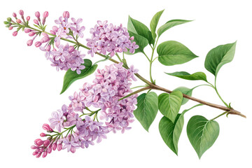 Beautiful lilac branch with clusters of soft purple flowers and green leaves, isolated on a white background - geneRATED BY AI