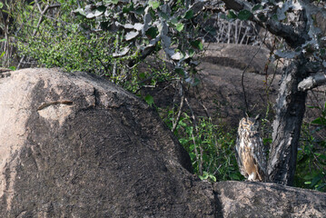 The close up photo of majestic Indian eagle owl in perching on a rock , wings outstretched, the backdrop is lush green foliage and a rocky outcrop.