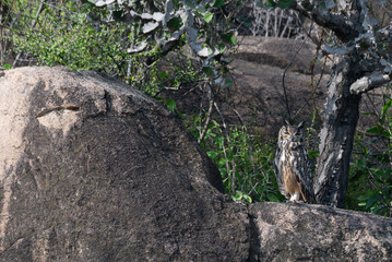 Obraz premium The close up photo of majestic Indian eagle owl in perching on a rock , wings outstretched, the backdrop is lush green foliage and a rocky outcrop.