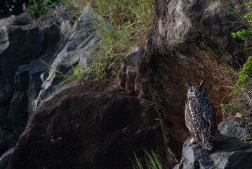 The close up photo of majestic Indian eagle owl in perching on a rock , wings outstretched, the backdrop is lush green foliage and a rocky outcrop.