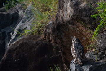The close up photo of majestic Indian eagle owl in perching on a rock , wings outstretched, the backdrop is lush green foliage and a rocky outcrop.