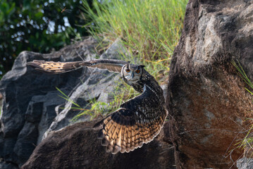 The close up photo of majestic Indian eagle owl in flight, wings outstretched, the backdrop is lush green foliage and a rocky outcrop.
