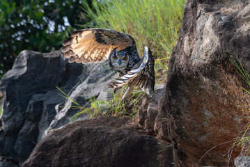 The close up photo of majestic Indian eagle owl in flight, wings outstretched, the backdrop is lush green foliage and a rocky outcrop.