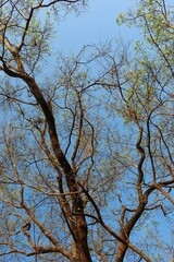 tree branches against blue sky