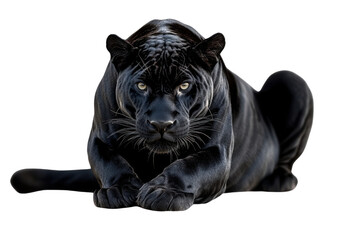 black panther on transparent background wildlife photo