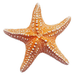 orange starfish on white background detailed closeup