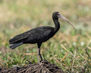 Bare-faced Ibis