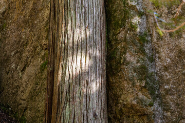 Textured Tree Trunk Against Rock Wall in Chief Mountain, Squamish, BC, Canada