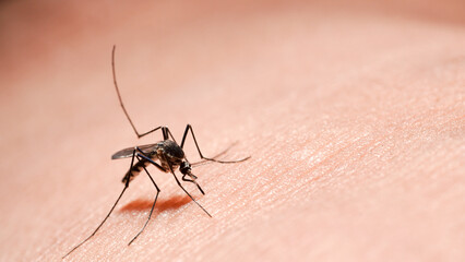 mosquito sucking blood on the surface of human skin extreme macro. mosquitoes are the main cause of...