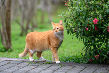 Fototapeta premium Cat walks in the park