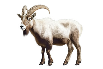 Fototapeta premium markhor goat on transparent background