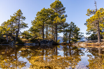 Scenic Reflection of Trees at Chief Mountain, Squamish, BC