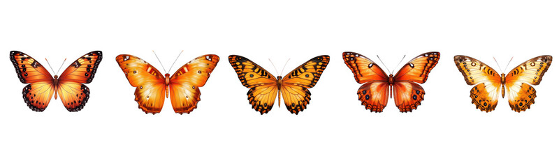 Fototapeta premium orange butterfly collection on white background