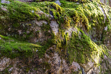 Lush Green Moss on Rock Face at Chief Mountain in Squamish, BC, Canada