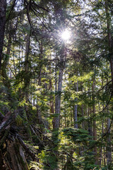 Sunlit Forest View at Chief Mountain in Squamish, BC, Canada