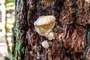 White Fungus Growing on Tree Bark in Chief Mountain, Squamish, BC, Canada