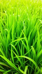 Fototapeta premium Vibrant Green Grass Nature-Themed Projects