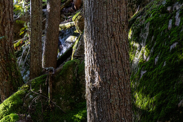 Lush Forest Scene With Trees and Moss at Chief Mountain