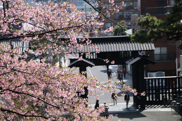 池上本門寺、総門と河津桜。