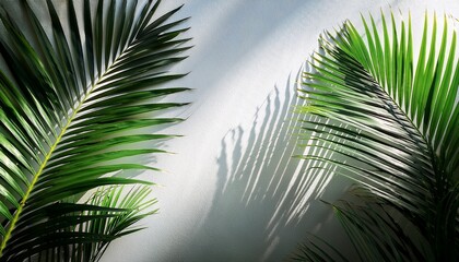green palm leaves with cool shadows on a white wall