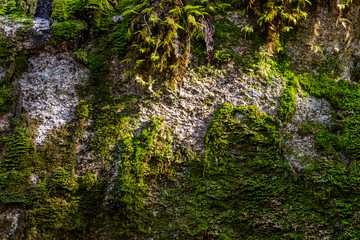 Close-Up of Mossy Rock Face at Chief Mountain in Squamish, BC, Canada