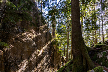 Lush Forest and Rocky Cliffs at Chief Mountain in Squamish, BC, Canada