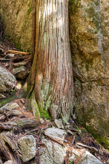Tree Rooted Beside a Stone Wall in Chief Mountain, Squamish, British Columbia