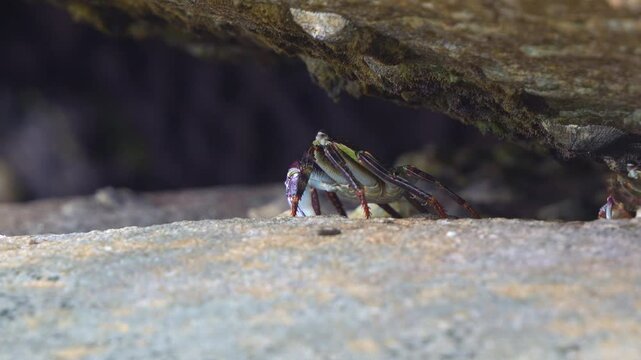 Close up shot of rock crabs shelter beneath a rocky overhang, surrounded by limpets and barnacles in a intertidal ecosystem.