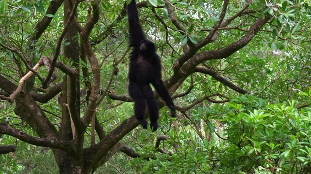 A Siamang (Symphalangus syndactylus) with long, dense, shaggy hair, swings effortlessly through the trees, using its impressive brachiation skills to traverse from one limb to another.