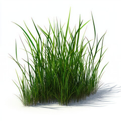 Obraz premium green grass isolated on white background