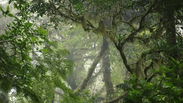 Monteverde Cloud Forest Regenwald &ndash; Atemberaubende Waldaufnahmen aus Costa Rica