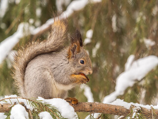 The squirrel with nut sits on tree in the winter or late autumn