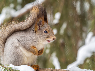 The squirrel sits on a branches without leaves in the winter or autumn