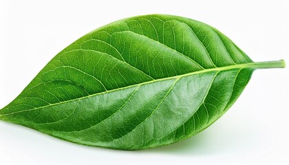 Obraz premium green leaves isolated