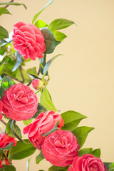 우아한 동백꽃과 여백