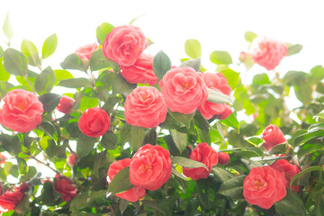 우아한 동백꽃과 여백