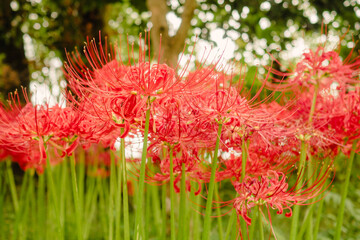 Red Spider Lilies in Bloom