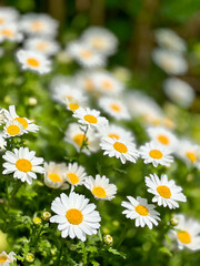 White Daisy Flowers in Sunlight