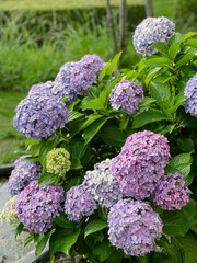 Purple and Blue Hydrangea Bush