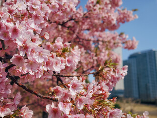 Cherry Blossoms in Urban Setting