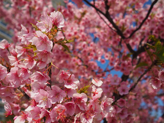 Cherry Blossoms Close-Up Against Blue Sky